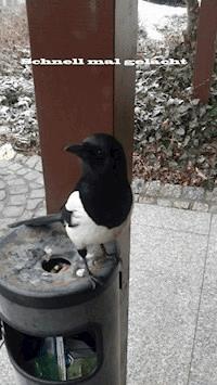 Schnell mal gelacht - Uwe Plesotzky - ebook