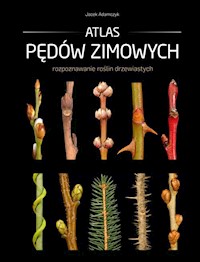 Atlas pędów zimowych - Adamczyk Jacek - książka