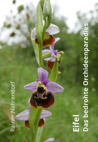 Eifel - Das bedrohte Orchideenparadies - Rainer Nahrendorf - ebook