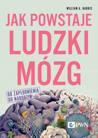 Jak powstaje ludzki mózg - Harris William A. - książka