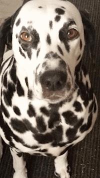 Vom Glück einen Hund zu haben - Monika Drewes - ebook