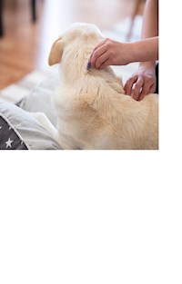 Flöhe - so werden Sie die Plagegeister wirklich los - Michaela Haunschild - ebook