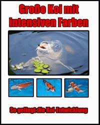 Große Koi mit intensiven Farben - Eric Wicker - ebook