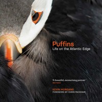 Puffins - Kevin Morgans - ebook