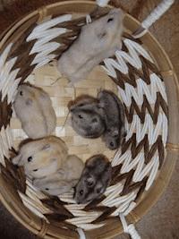 Campbell- und Dsungarische Zwerghamster - null Zwerghamster - ebook