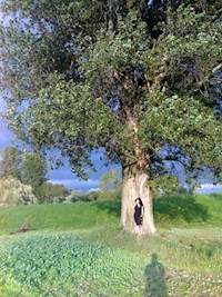 Eine Elfe namens Irrmeli - Karin Lorke-Acker - ebook