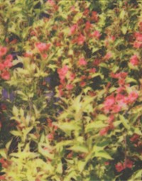 Komunikacja ze wszystkim, co jest - Akiyama Yui, Polaczek Cyryl, Zawada Łukasz - książka