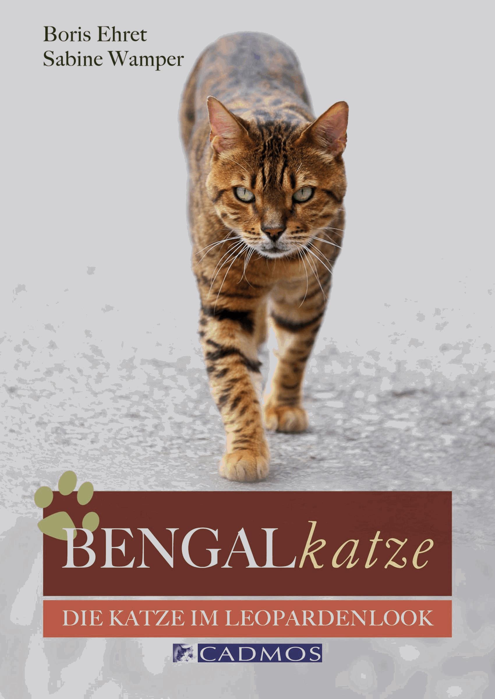 Bengalkatze