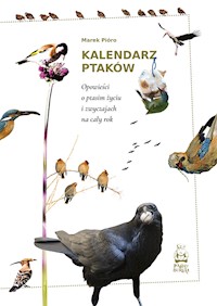 Kalendarz ptaków. Opowieści o ptasim życiu i zwyczajach na cały rok - Marek Pióro - ebook
