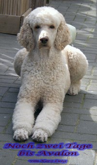 Noch zwei Tage bis Avalon - Karo Lueg - ebook