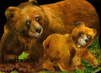 Niedźwiadek -  - książka