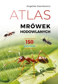 Atlas mrówek hodowlanych. 150 gatunków - Angelika Dawidowicz - książka