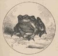 La célebre rana saltarina del distrito de Calaveras - Mark Twain - darmowy ebook