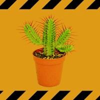 Der Gärtner war der Mörder - Wolfgang Schneider - ebook