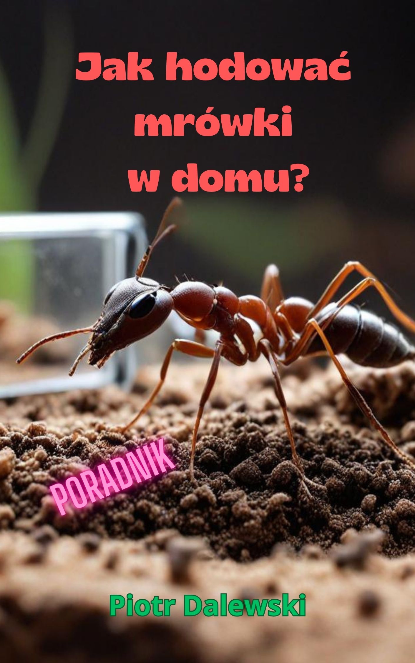 Jak hodować mrówki w domu?