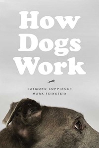 How Dogs Work - Coppinger Raymond - książka