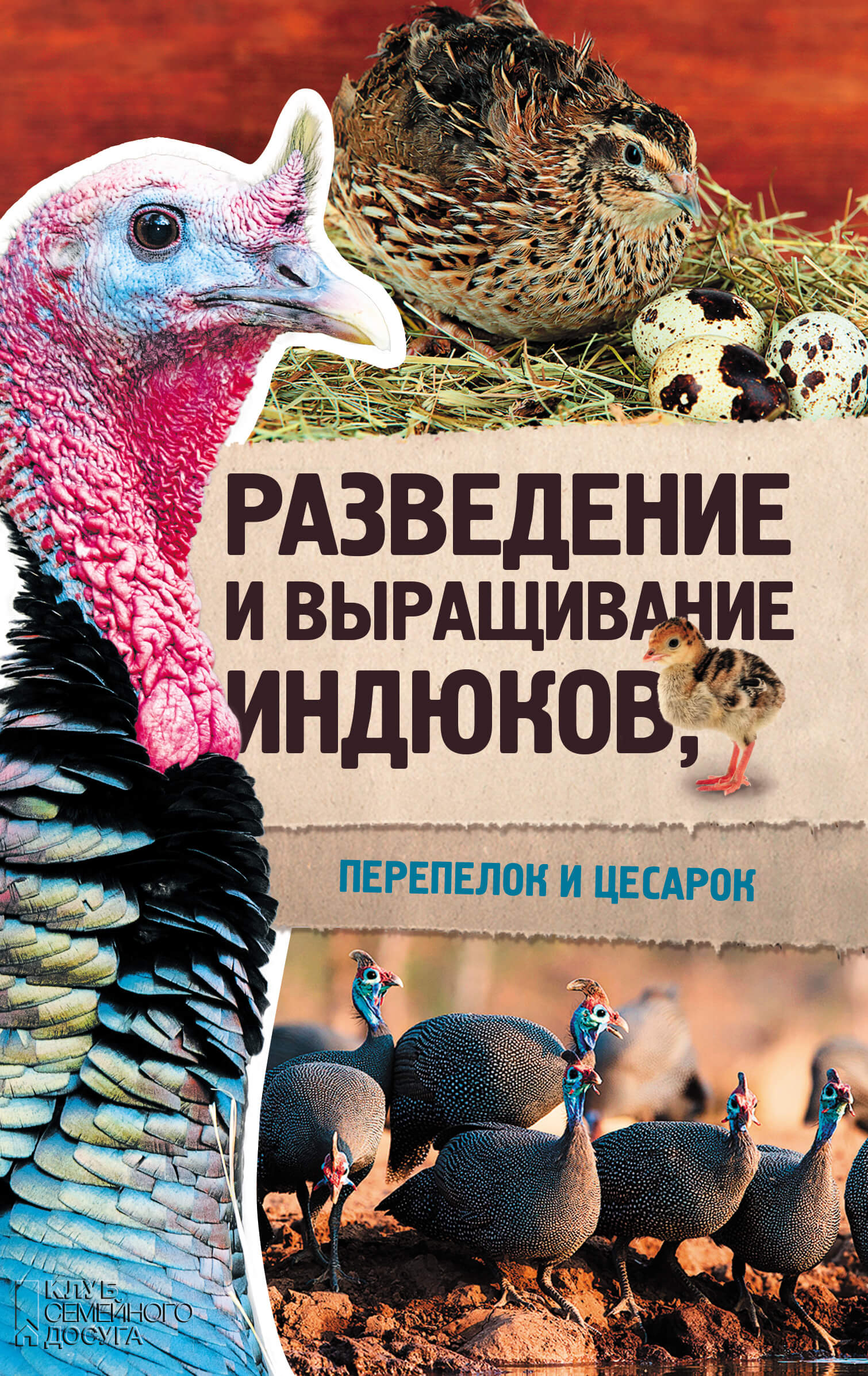 Разведение и выращивание индюков, перепелок и цесарок