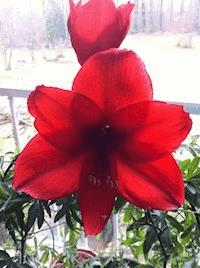 Organspende ja oder nein - Siegfried Ahlborn - ebook