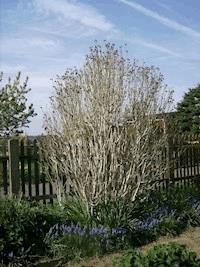 Abgehörte Gespräche - Michael Wohlfarth - ebook