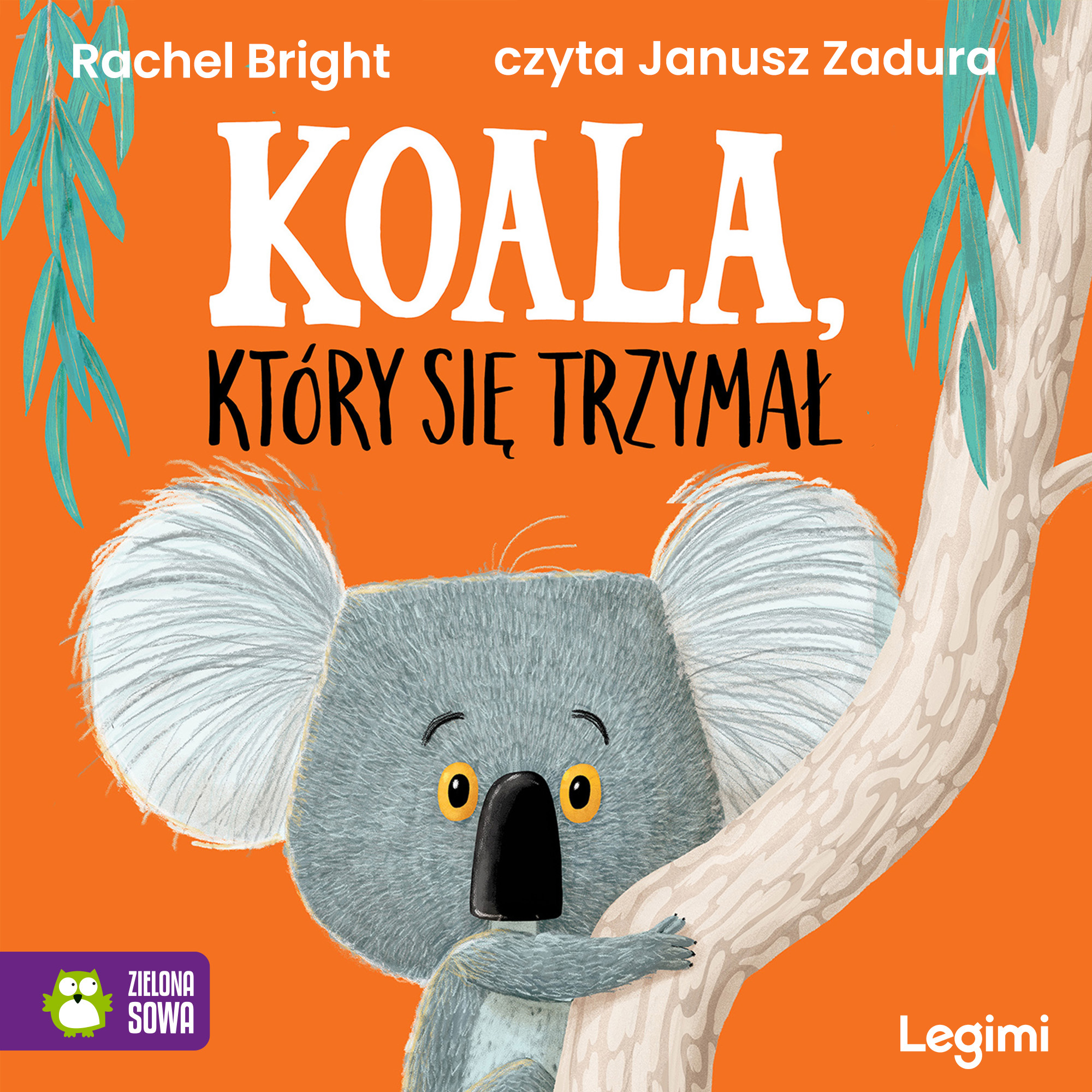 Koala, który się trzymał
