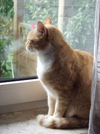 Zwei Katzen erzählen aus Ihrem Leben in Ostfriesland - Jutta Hoppe - ebook