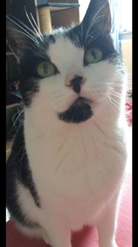 Mein Leben als Sunny - Meine Miauographie - Oiver Morgan - ebook