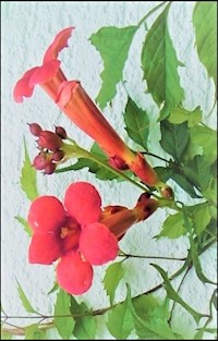 Samenraub und wahre Liebe - Benno Wunder - ebook