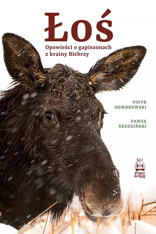 Łoś. Opowieści o gapiszonach z krainy Biebrzy - Paweł Średziński, Piotr Dombrowski - książka