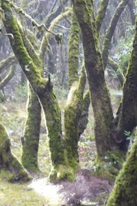 Sally - Magierin wider Willen - Edgar Sigmanek - ebook