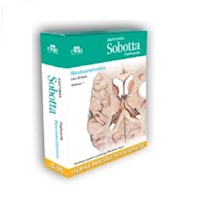 Anatomia Sobotta Flashcards Neuroanatomia - Bräuer L. - książka