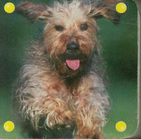 Mini kosteczka Pies -  - książka