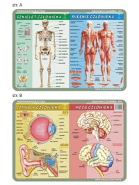 Podkładka edukacyjna 055 - Anatomia człowieka i mikrobiologia. Szkielet, mięśnie, mózg i zmysły człowieka -  - książka