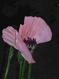 Steter Wind - Ute Baran - ebook