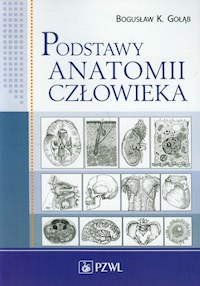 Podstawy anatomii człowieka - Gołąb Bogusław K. - książka