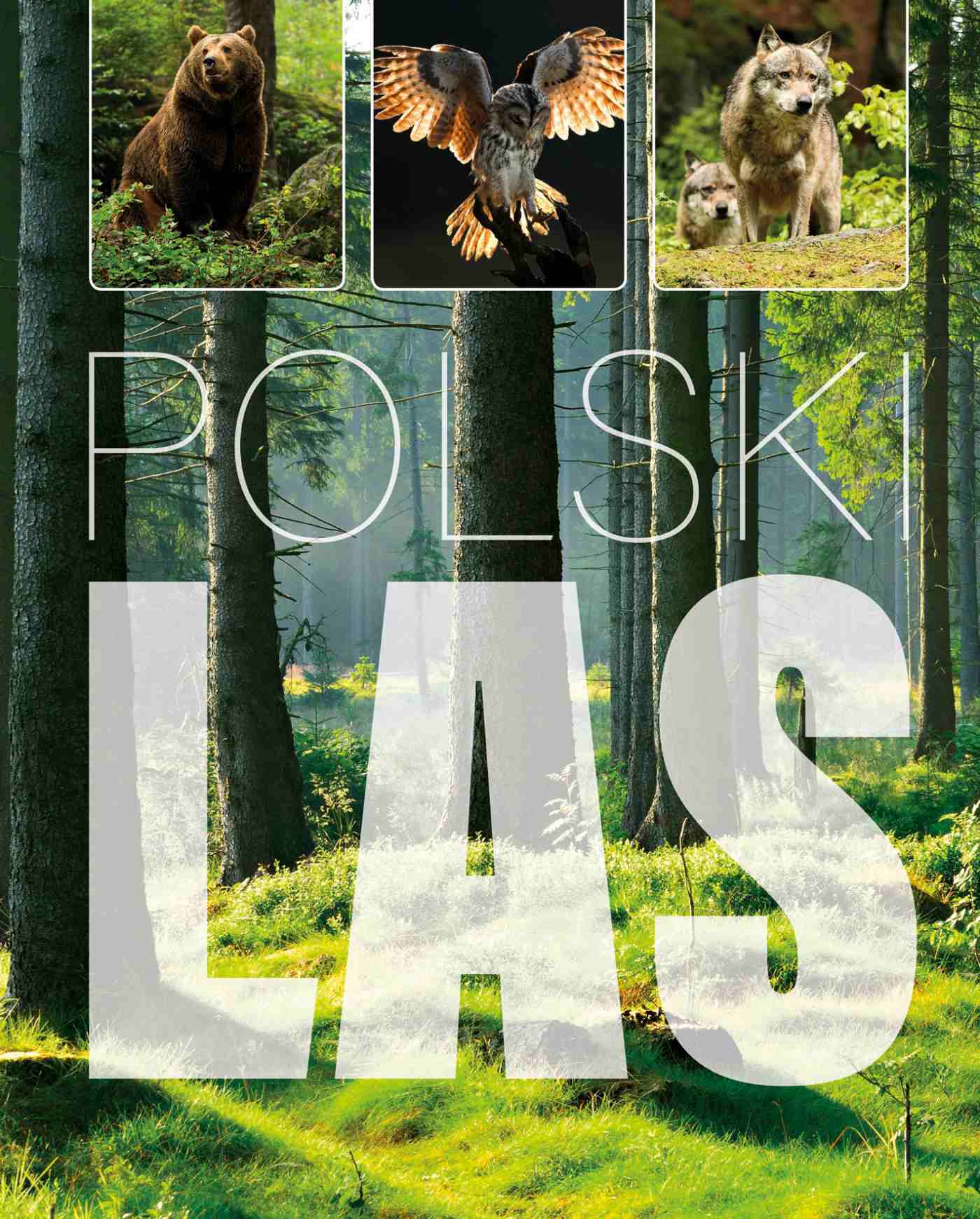 Okładka:Polski las 