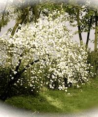 Ich war immer ein Pfirsich - Eva Tanner - ebook