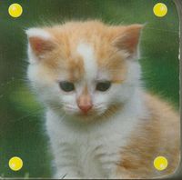 Mini kosteczka kot -  - książka