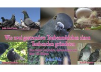 Wie zwei gestrandete Taubenmädchen einen Taubenclan gründeten - Jochen Walz - ebook